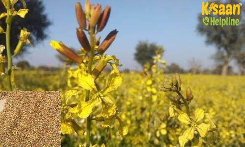 Taramira (तारामीरा)